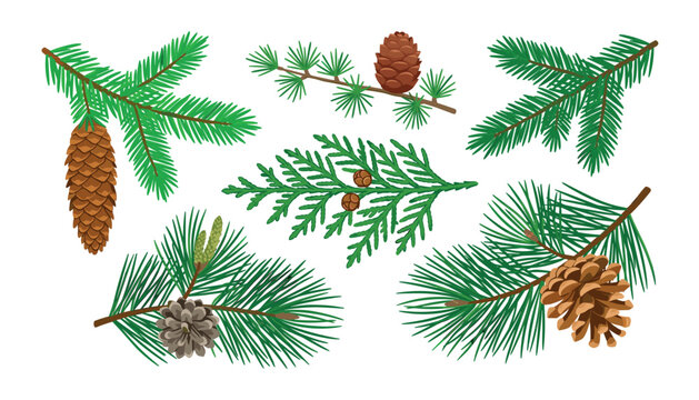 Conifer branches with pinecones vector set featuring evergreen pine spruce fir cedar needles isolated on white background