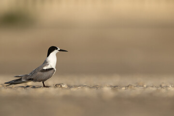 Fototapeta premium A juvenile White-cheeked Tern at Tubli, Bahrain