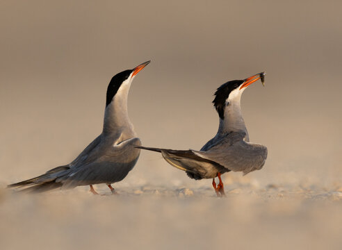 Courtship dance of White-cheeked Terns at Tubli, Bahrain