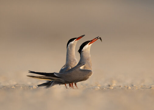 Courtship dance of White-cheeked Terns, male offering fish to the female at Tubli, Bahrain