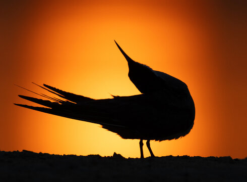 A backlit image of White-cheeked Tern preening during sunrise, Bahrain