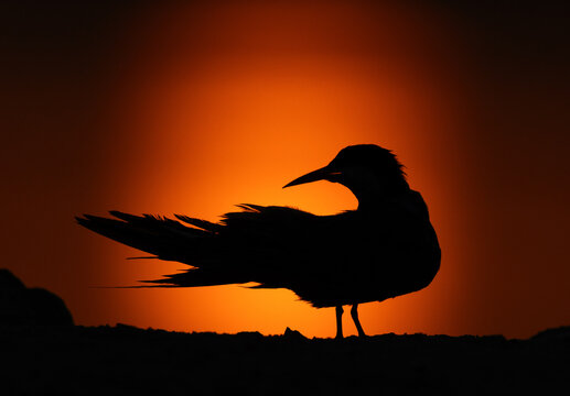 A backlit image of White-cheeked Tern perched on ground during sunrise, Bahrain