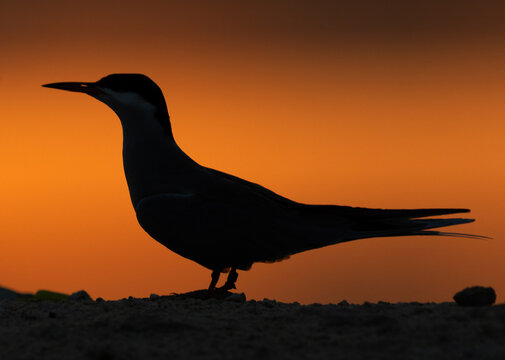 Silhouette of White-cheeked Tern during sunrise, Bahrain