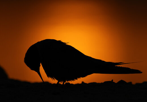A backlit image of White-cheeked Tern preening during sunrise at Tubli bay, Bahrain