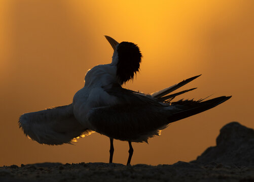 A backlit image of Lesser Crested Tern preening at tubli, Bahrain