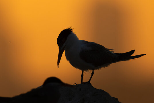 A backlit image of Lesser Crested Tern at tubli bay, Bahrain