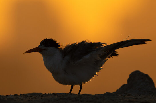 A backlit image of Lesser Crested Tern at tubli, Bahrain