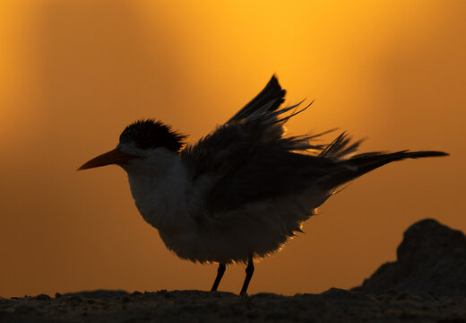 A backlit image of Lesser Crested Tern shaking its wings to dry at tubli, Bahrain