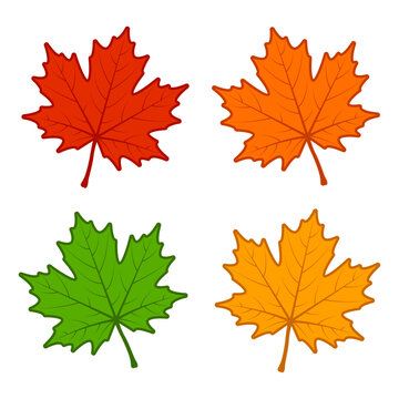 Vector illustration of Colorful Maple Leaves on transparent background