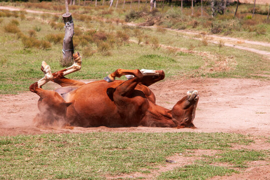 Horse wallowing in the earth for its natural hygiene