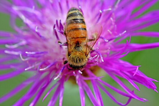 honey bee on a flower of a brown knapweed in summer in Germany
