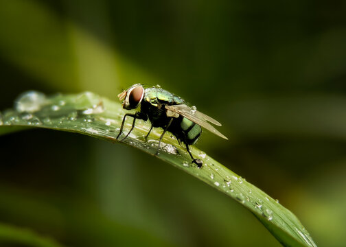 metallic green blowfly perched on a wet blade of grass covered with dew drops