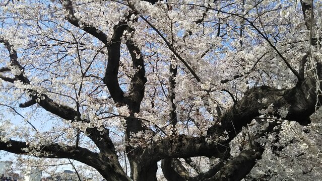 青空に映える満開の桜と力強く伸びる古木の黒い幹 春の日本の風景