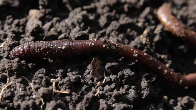 Close-up of a brown earthworm slithering through dark, rich soil, highlighting its segmented body and textured surface.