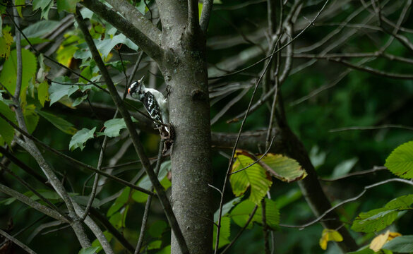 a downy woodpecker in the woods