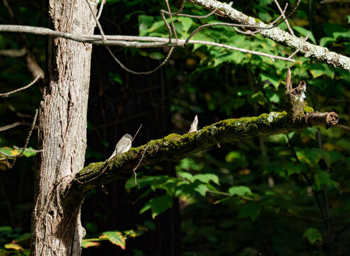 an eastern phoebe perched in a tree