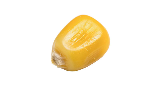 Single fresh raw yellow corn kernel isolated on transparent background