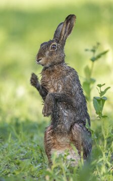 European hare (Lepus europaeus) with wet fur standing in a field, wildlife, Thuringia, Germany
