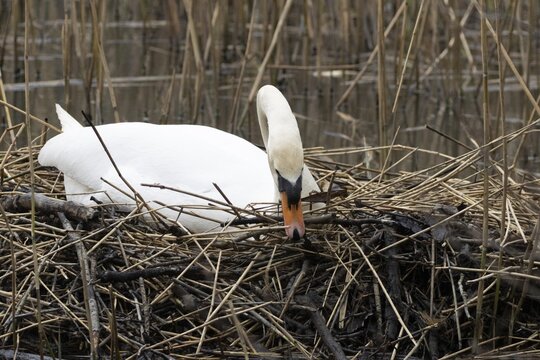Mute swan (Cygnus olor) adult bird building a nest on a lake in springtime, England, United Kingdom