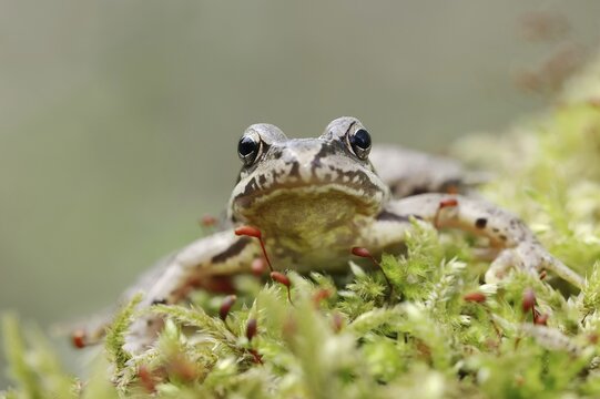 Common frog (Rana temporaria), North Rhine-Westphalia, Germany