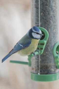 Blue tit, parus caeruleus, birds, feeding, high size, portrait format, tits, passeri, songbirds, tits, birds, winter feeding