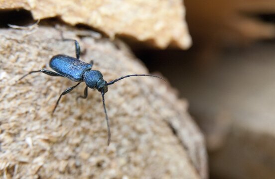 Blue-violet discram, callidium violaceum, violet tanbark beetle, beetle, longhorn beetle, coleoptera, insects, beetles