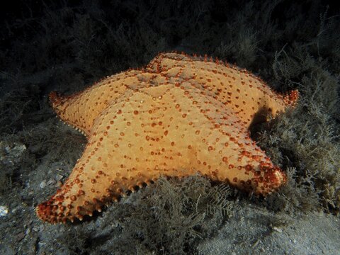 A large orange-coloured sea star, Red cushion sea star (Oreaster reticulatus), on the seabed at night. Dive site Blue Heron Bridge, Phil Foster Park, Riviera Beach, Florida, USA