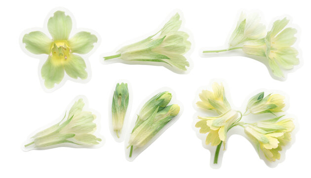 Pale green and yellow primrose flower collection on black background