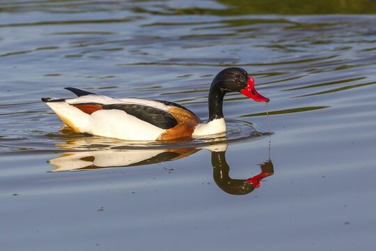 Shelduck (Tadorna tadorna), Texel, West Frisian Islands, North Holland, Holland, The Netherlands