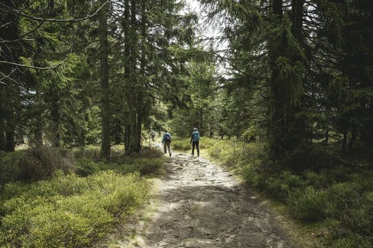 Path from Gentiana bavarica to the Kleiner Arber, Bavarian Forest, Bavaria, Germany