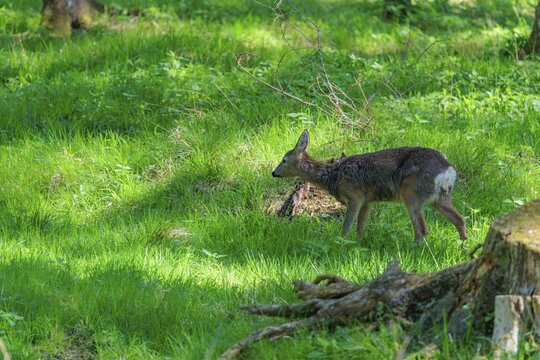 A roe deer (Capreolus capreolus) walks across a green meadow in an open forest on a sunny day. Bavaria, Germany
