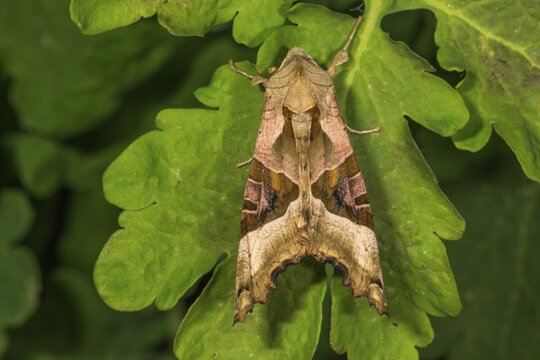 A well camouflaged agate owl (Phlogophora meticulosa) resting on a green leaf, Baden-W&uuml;rttemberg, Germany