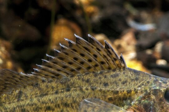 Gymnocephalus cernuus, tadfish, pope, ruff, fish, fishes, pisces
