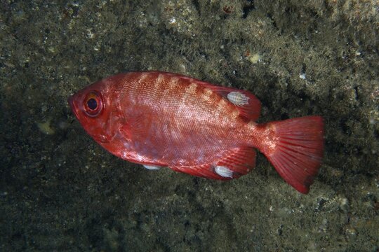 Red bigeye perch glass eye (Heteropriacanthus cruentatus) with several fish isopods (Anilocra), isopod, parasite, dive site Los Champignones, Las Galletas, Tenerife, Canary Islands, Spain