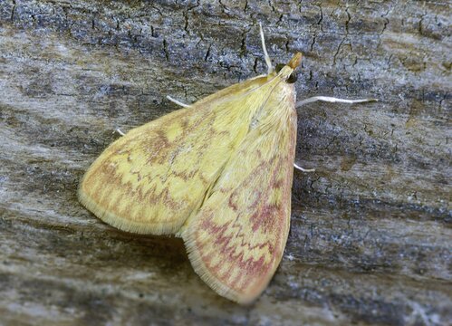 European corn borer, European corn worm, European high flyer, corn borer, Ostrinia nubilalis, insects, moths, moths, butterflies