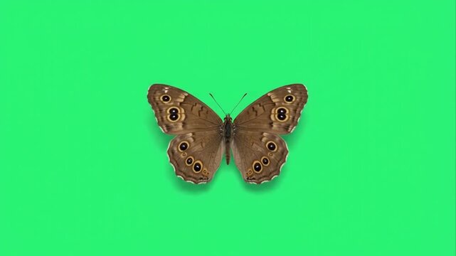 Mitchells satyr butterfly on green screen background.