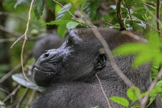 Western lowland gorilla (Gorilla gorilla gorilla), male animal, silverback, Loango National Park, Parc National de Loango, Ogoou&eacute;-Maritime Province, Gabon