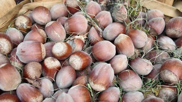 Fresh hazelnuts in a rustic woven basket