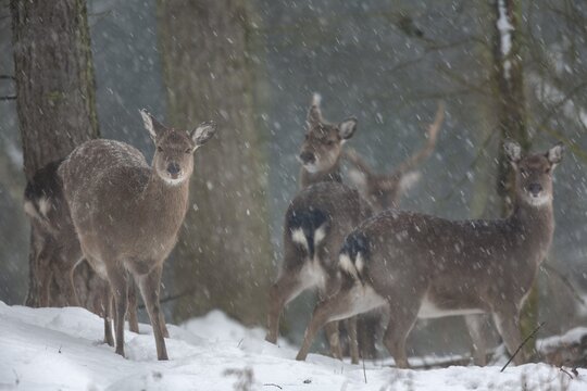 Sika deer herd (Cervus nippon) in the winter forest, subspecies Manchurian sika deer, winter, snowfall, cold, frost, Germany