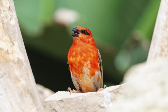A male red fody (Foudia madagascariensis) sits in a tree. Madagascar, Amirantes, Comoros, Seychelles, Mauritius, R&eacute;union, Saint Helena