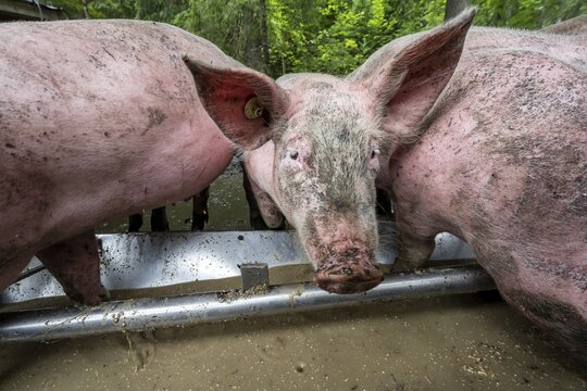 Domestic Pigs (Sus scrofa domesticus) at a trough in an outdoor enclosure, Allg&auml;u, Bavaria, Germany