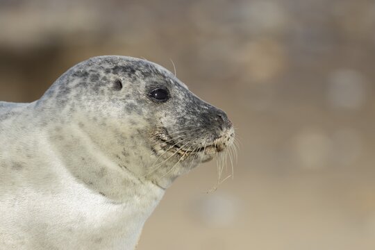 Common seal (Phoca vitulina) adult animal head portrait, England, United Kingdom