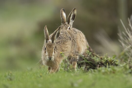 European brown hare (Lepus europaeus) two adult animals running in grassland, England, United Kingdom