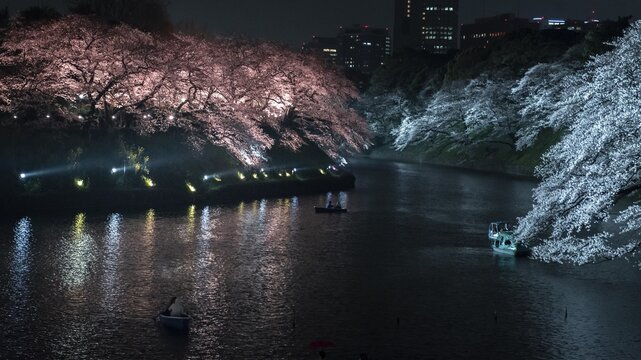 Canal with colored illuminated cherry trees on the shore at night, Japanese cherry blossom in spring, Hanami festival, Chidorigafuchi Green Way, Tokyo, Japan