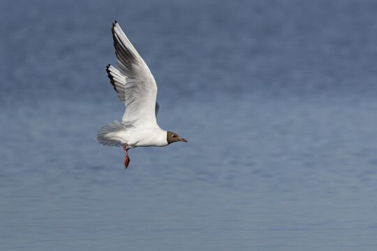A black-headed gull (Chroicocephalus ridibundus) fails in its attempt to catch young herring (Clupea harengus), fishing, hunting fish, beach bird, coastal bird, Eidersperrwerk, June, Germany