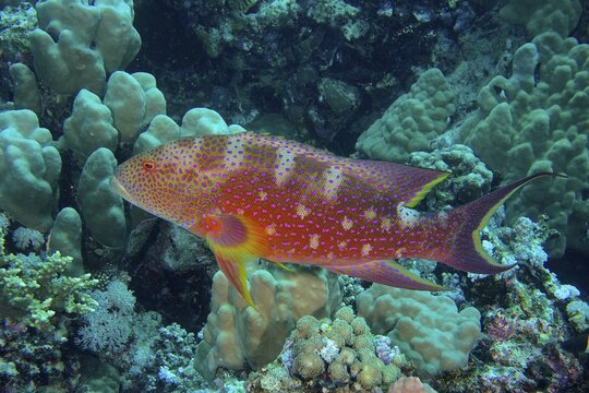 Yellow-edged lyretail (Variola louti) . Dive site Marsa Shuna, Egypt, Red Sea