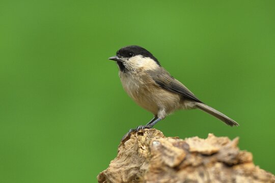 Willow tit (Parus montanus) sitting on a tree root, Wilden, North Rhine-Westphalia, Germany
