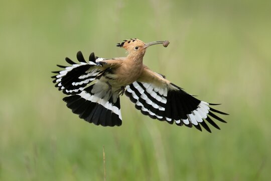 Hoopoe (Upupa epops) in flight with food, Rhineland-Palatinate, Germany