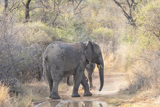African forest elephant (Loxodonta cyclotis) adult and juvenile baby animals on a dirt road in a savannah bushland, Limpopo, South Africa