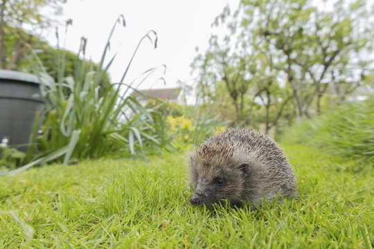 European hedgehog (Erinaceus europaeus) adult animal on a garden grass lawn, England, United Kingdom